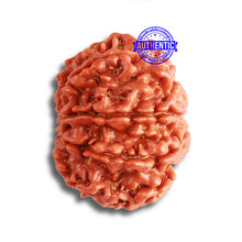 Load image into Gallery viewer, 8 Mukhi Nepalese Rudraksha - Bead No. 339