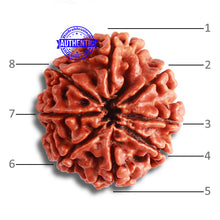 Load image into Gallery viewer, 8 Mukhi Nepalese Rudraksha - Bead No. 343