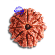 Load image into Gallery viewer, 8 Mukhi Nepalese Rudraksha - Bead No. 343