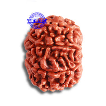 Load image into Gallery viewer, 8 Mukhi Nepalese Rudraksha - Bead No. 343