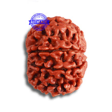 Load image into Gallery viewer, 8 Mukhi Nepalese Rudraksha - Bead No. 343