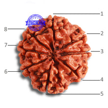 Load image into Gallery viewer, 8 Mukhi Nepalese Rudraksha - Bead No. 346