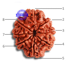 Load image into Gallery viewer, 8 Mukhi Nepalese Rudraksha - Bead No. 349