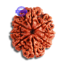 Load image into Gallery viewer, 8 Mukhi Nepalese Rudraksha - Bead No. 349