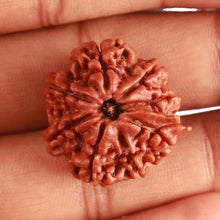 Load image into Gallery viewer, 8 Mukhi Nepalese Ganesha Rudraksha - Bead No. 350