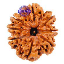 Load image into Gallery viewer, 8 Mukhi Nepalese Rudraksha - Bead No. 3