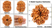 Load image into Gallery viewer, 8 Mukhi Nepalese Rudraksha - Bead No. 4