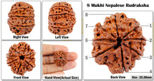 Load image into Gallery viewer, 8 Mukhi Nepalese Rudraksha - Bead No. 34