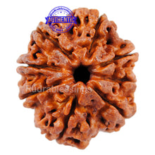 Load image into Gallery viewer, 8 Mukhi Nepalese Rudraksha - Bead No. 34