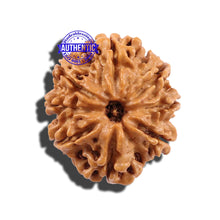 Load image into Gallery viewer, 8 Mukhi Nepalese Rudraksha - Bead No. 100
