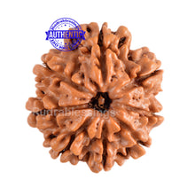 Load image into Gallery viewer, 8 Mukhi Nepalese Rudraksha - Bead No. 133