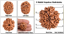 Load image into Gallery viewer, 8 Mukhi Nepalese Rudraksha - Bead No. 133