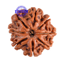 Load image into Gallery viewer, 8 Mukhi Nepalese Rudraksha - Bead No. 135