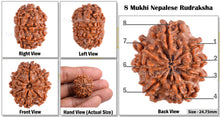 Load image into Gallery viewer, 8 Mukhi Nepalese Rudraksha - Bead No. 137