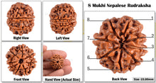 Load image into Gallery viewer, 8 Mukhi Nepalese Rudraksha - Bead No. 141