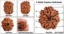 Load image into Gallery viewer, 8 Mukhi Nepalese Rudraksha - Bead No. 145
