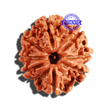 Load image into Gallery viewer, 8 Mukhi Nepalese Rudraksha - Bead No. 159