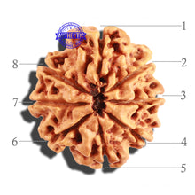 Load image into Gallery viewer, 8 Mukhi Nepalese Rudraksha - Bead No. 163