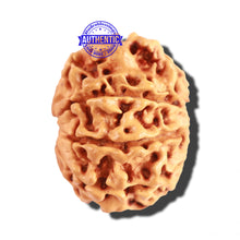 Load image into Gallery viewer, 8 Mukhi Nepalese Rudraksha - Bead No. 163
