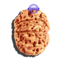 Load image into Gallery viewer, 8 Mukhi Nepalese Rudraksha - Bead No. 163