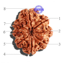 Load image into Gallery viewer, 8 Mukhi Nepalese Rudraksha - Bead No. 193