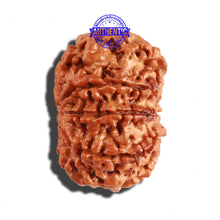 Load image into Gallery viewer, 8 Mukhi Nepalese Rudraksha - Bead No. 193