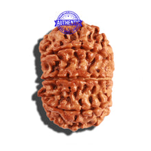 Load image into Gallery viewer, 8 Mukhi Nepalese Rudraksha - Bead No. 193