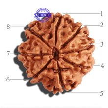 Load image into Gallery viewer, 8 Mukhi Nepalese Rudraksha - Bead No. 207