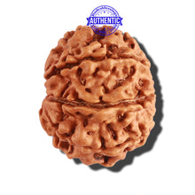 Load image into Gallery viewer, 8 Mukhi Nepalese Rudraksha - Bead No. 207