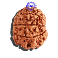 Load image into Gallery viewer, 8 Mukhi Nepalese Rudraksha - Bead No. 207