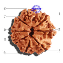 Load image into Gallery viewer, 8 Mukhi Nepalese Rudraksha - Bead No. 208