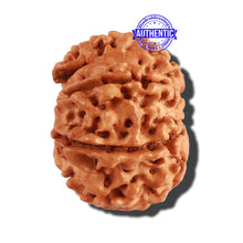 Load image into Gallery viewer, 8 Mukhi Nepalese Rudraksha - Bead No. 208
