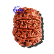Load image into Gallery viewer, 8 Mukhi Nepalese Rudraksha - Bead No. 225