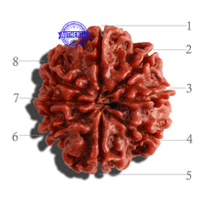 Load image into Gallery viewer, 8 Mukhi Nepalese Rudraksha - Bead No. 23