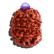 Load image into Gallery viewer, 8 Mukhi Nepalese Rudraksha - Bead No. 23