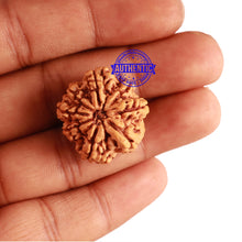 Load image into Gallery viewer, 8 Mukhi Nepalese Rudraksha - Bead No. 238