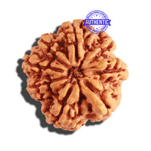 Load image into Gallery viewer, 8 Mukhi Nepalese Rudraksha - Bead No. 238