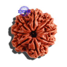 Load image into Gallery viewer, 8 Mukhi Nepalese Rudraksha - Bead No. 259