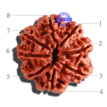 Load image into Gallery viewer, 8 Mukhi Nepalese Rudraksha - Bead No. 259