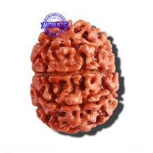 Load image into Gallery viewer, 8 Mukhi Nepalese Rudraksha - Bead No. 261