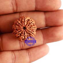 Load image into Gallery viewer, 8 Mukhi Nepalese Rudraksha - Bead No. 263