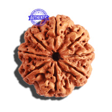 Load image into Gallery viewer, 8 Mukhi Nepalese Rudraksha - Bead No. 263