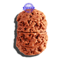 Load image into Gallery viewer, 8 Mukhi Nepalese Rudraksha - Bead No. 263
