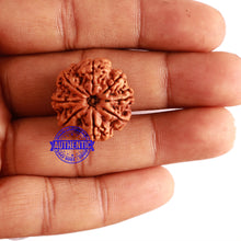 Load image into Gallery viewer, 8 Mukhi Nepalese Rudraksha - Bead No. 264