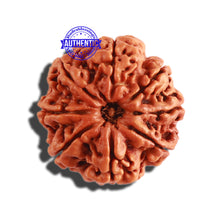 Load image into Gallery viewer, 8 Mukhi Nepalese Rudraksha - Bead No. 264