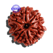 Load image into Gallery viewer, 8 Mukhi Nepalese Rudraksha - Bead No. 265