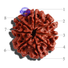 Load image into Gallery viewer, 8 Mukhi Nepalese Rudraksha - Bead No. 265