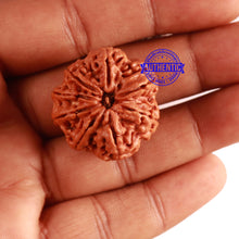 Load image into Gallery viewer, 8 Mukhi Nepalese Rudraksha - Bead No. 266