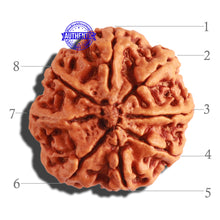 Load image into Gallery viewer, 8 Mukhi Nepalese Rudraksha - Bead No. 267