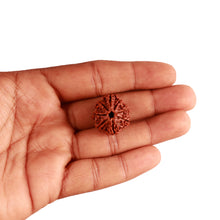 Load image into Gallery viewer, 8 Mukhi Nepalese Ganesha Rudraksha - Bead No. 270